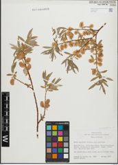 Foto von Salix geyeriana Andersson